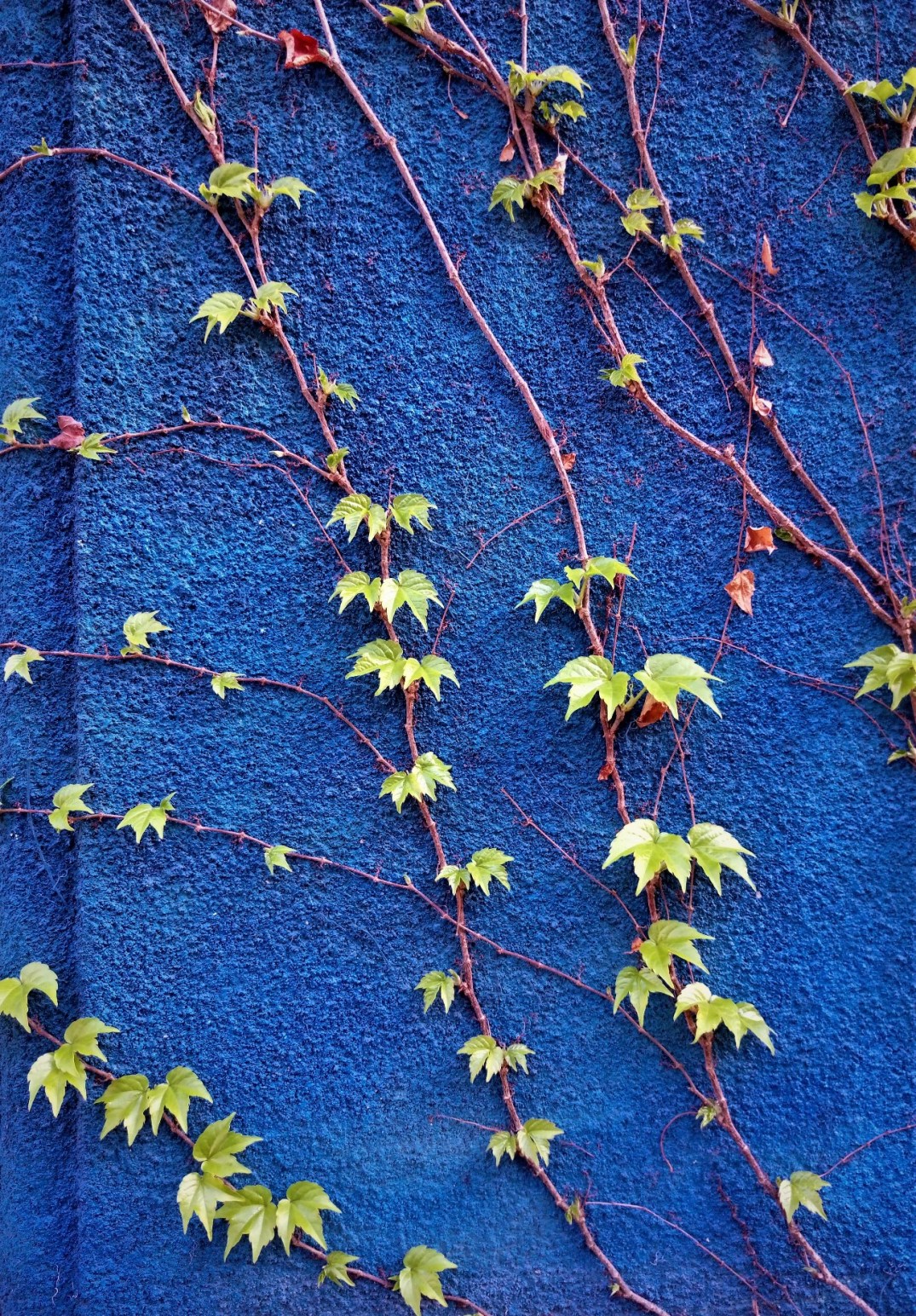 Ivy on the blue wall. ©Shorena Ratiani Photography