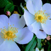 Dog Rose facts and photos